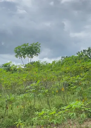 Affordable Cassava Acres Available