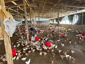 Chicken Farm for Sale + House at Nsawam