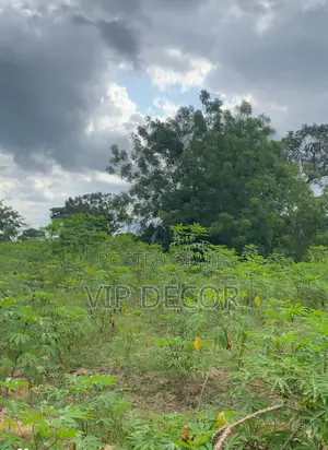 Fresh Organic Cassava for Dough, Garu