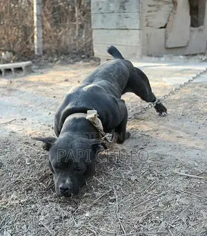 1+ year Male Purebred American Pit Bull Terrier