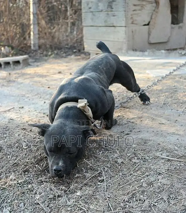 1+ year Male Purebred American Pit Bull Terrier
