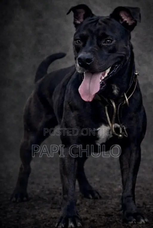 1+ year Male Purebred American Pit Bull Terrier