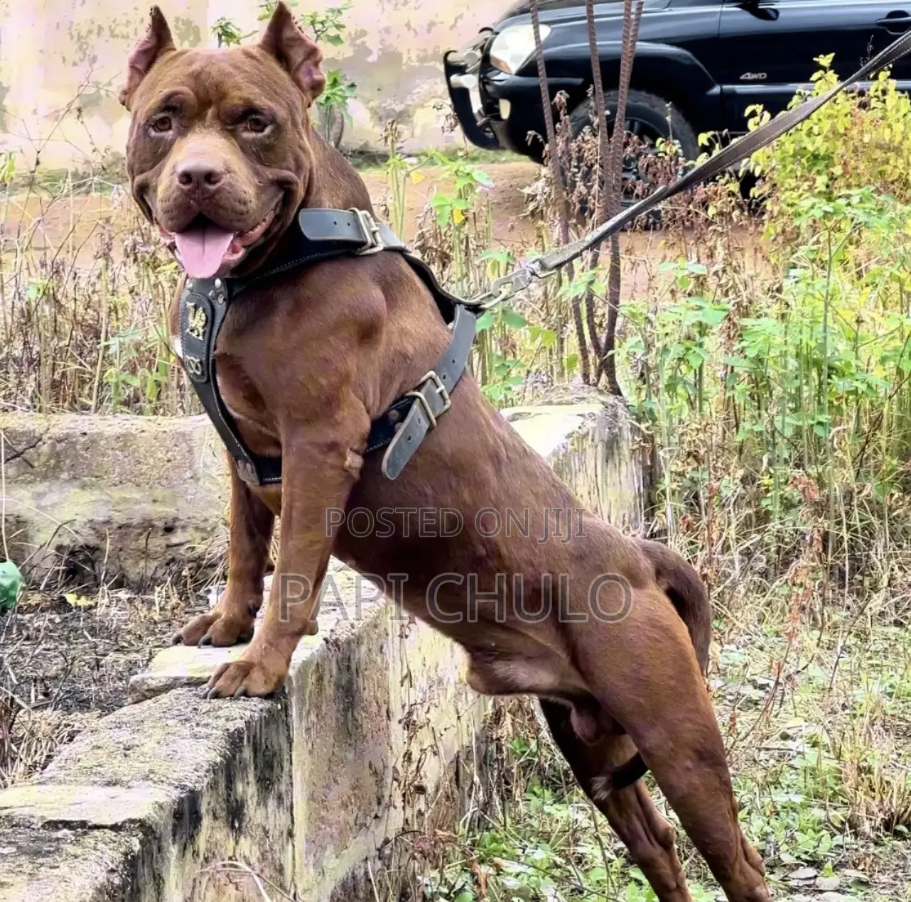 1+ year Male Purebred American Pit Bull Terrier