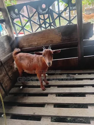 Brown Local Hybrid Goat