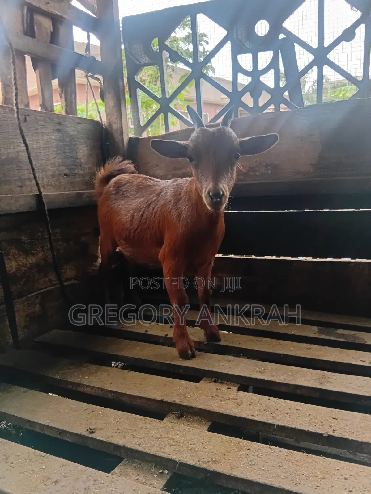Brown Local Hybrid Goat