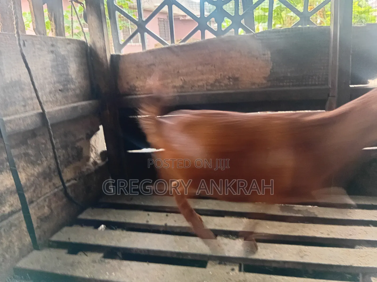 Brown Local Hybrid Goat