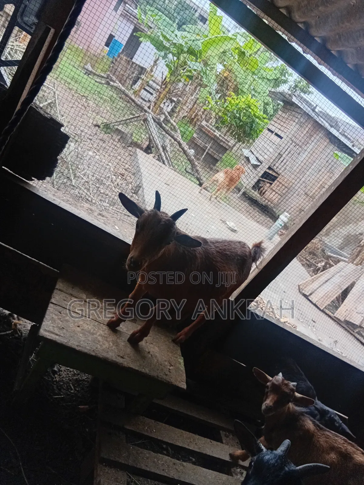 Brown Local Hybrid Goat
