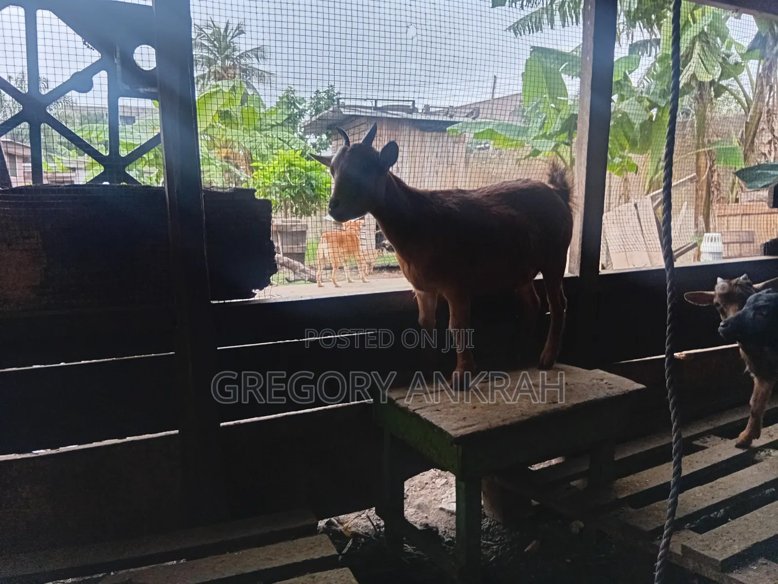 Brown Local Hybrid Goat
