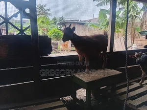 Brown Local Hybrid Goat