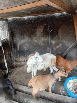 White Male Sheep