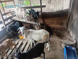 White Male Sheep