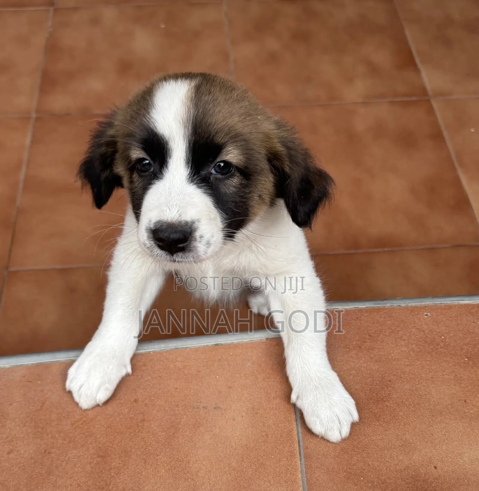 1-3 months Male Mixed Breed Saint Bernard
