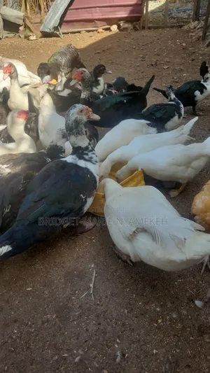 Muscovy Ducks
