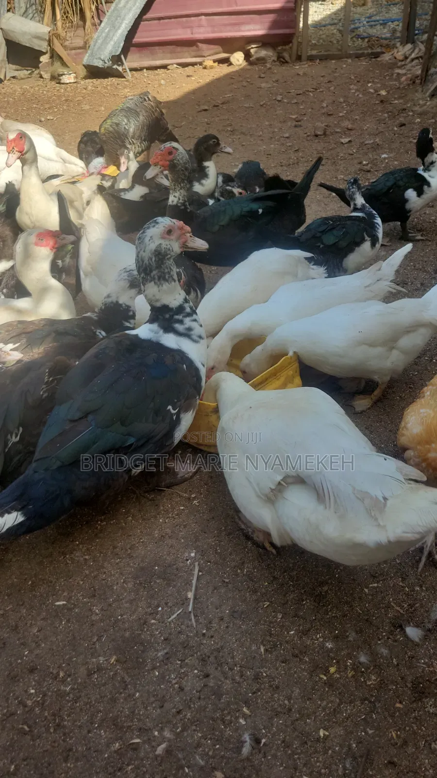 Muscovy Ducks