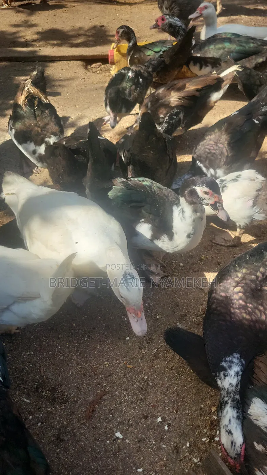 Muscovy Ducks