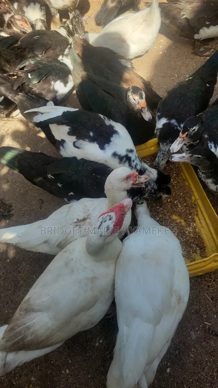 Muscovy Ducks