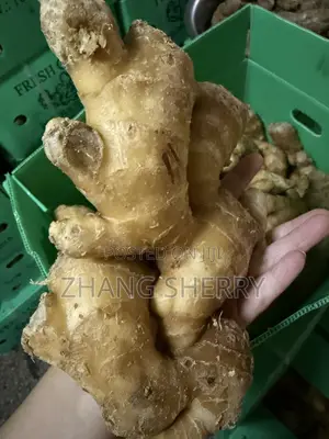 Fresh Washed Chinese Ginger Wholesale Bulk Supply
