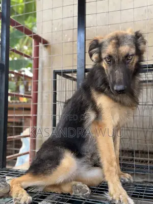 6-12 months Female Purebred German Shepherd