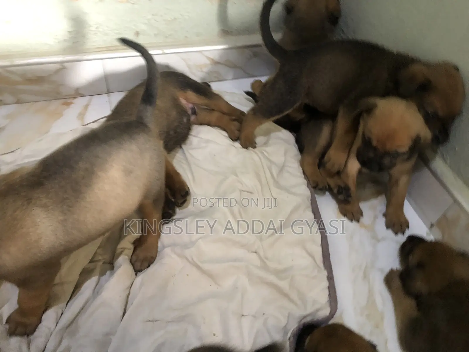 1-3 months Male Mixed Breed Bullmastiff