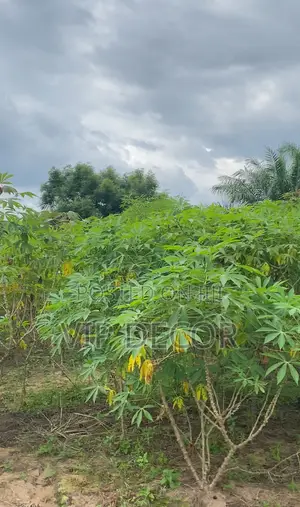 5 Acres of Cassava Available at an Affordable Price