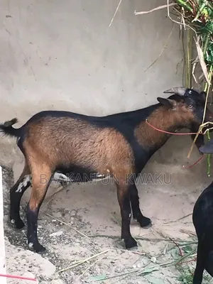 Goat Is for Sale