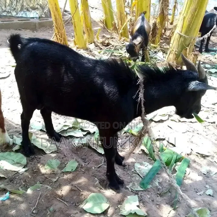 Goat Is for Sale