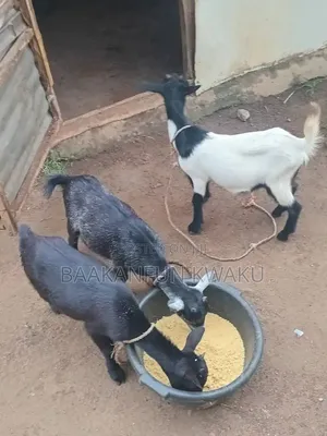 Goat Is for Sale