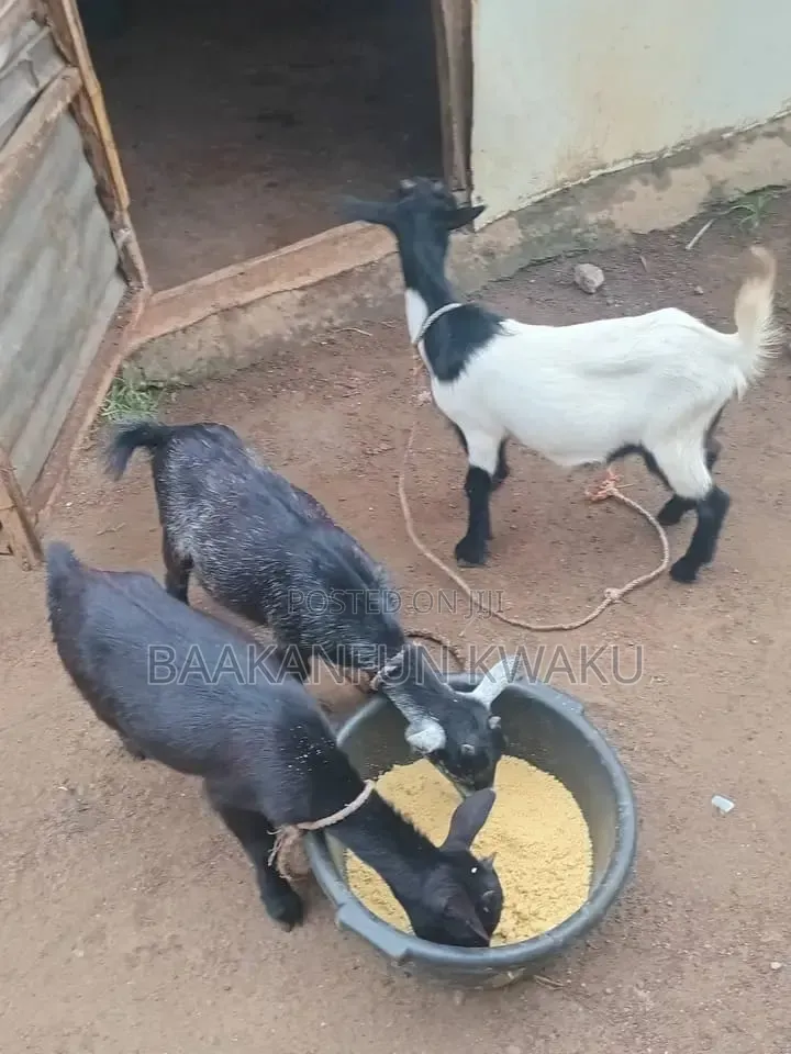 Goat Is for Sale