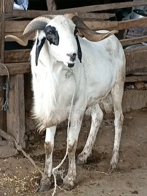 Sheep Is for Sale