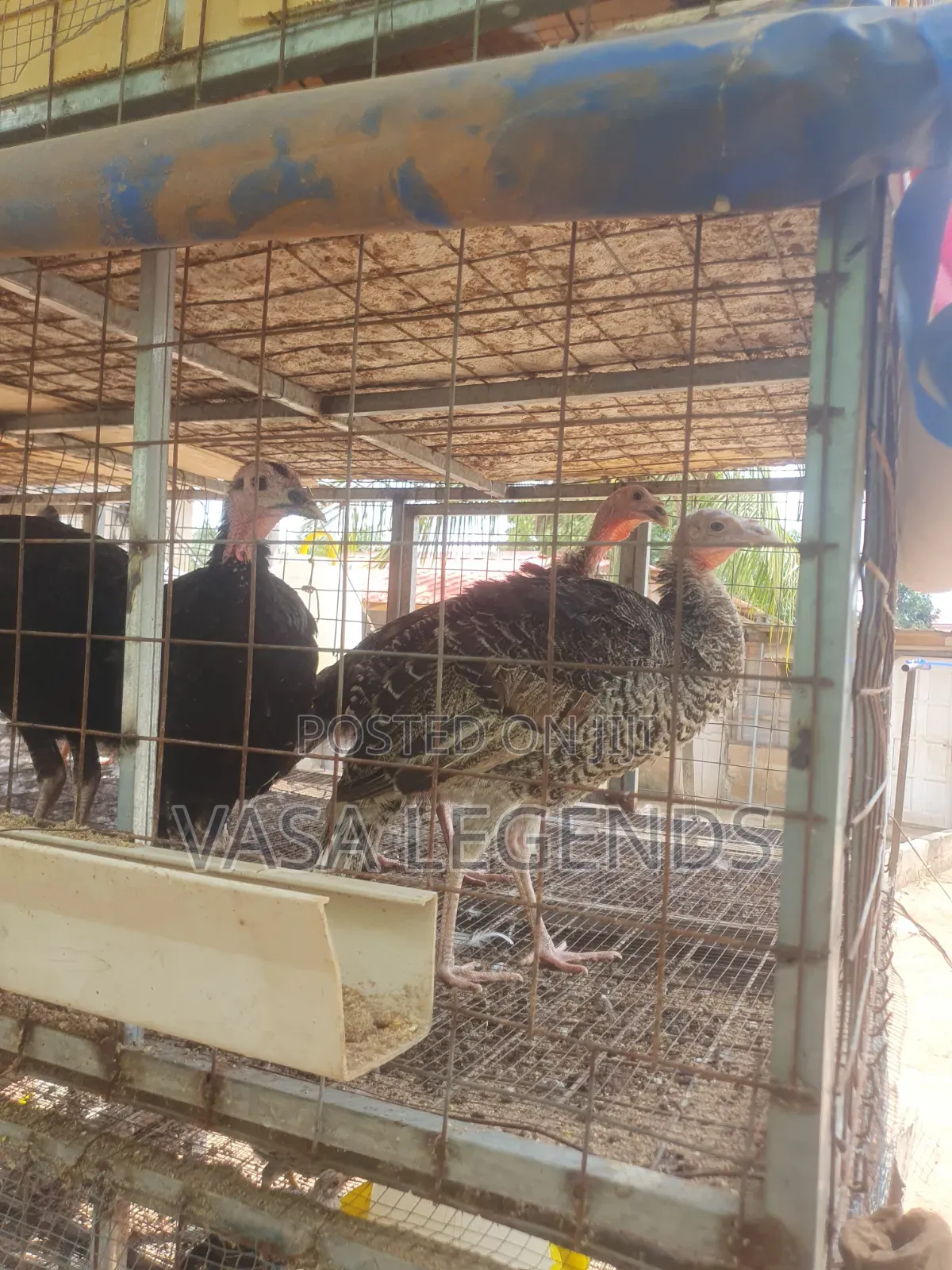 6 Months Old Turkeys