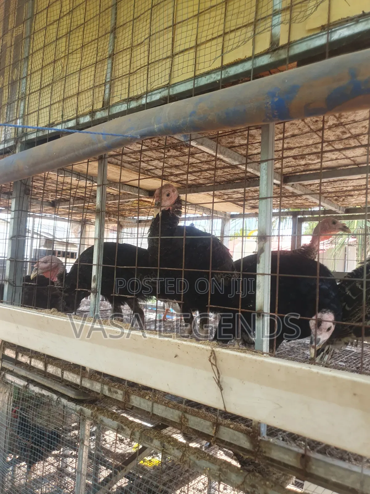 6 Months Old Turkeys