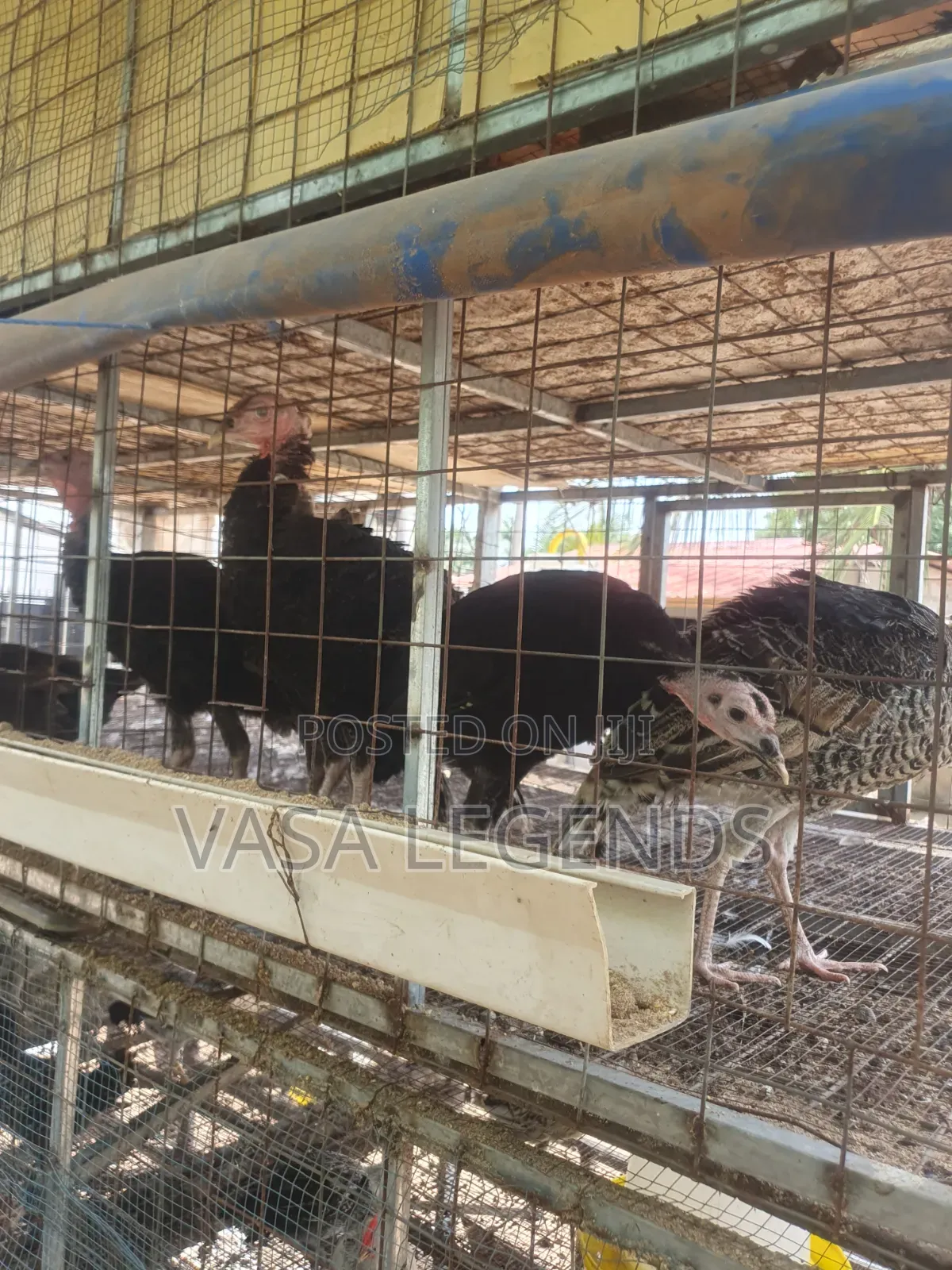 6 Months Old Turkeys