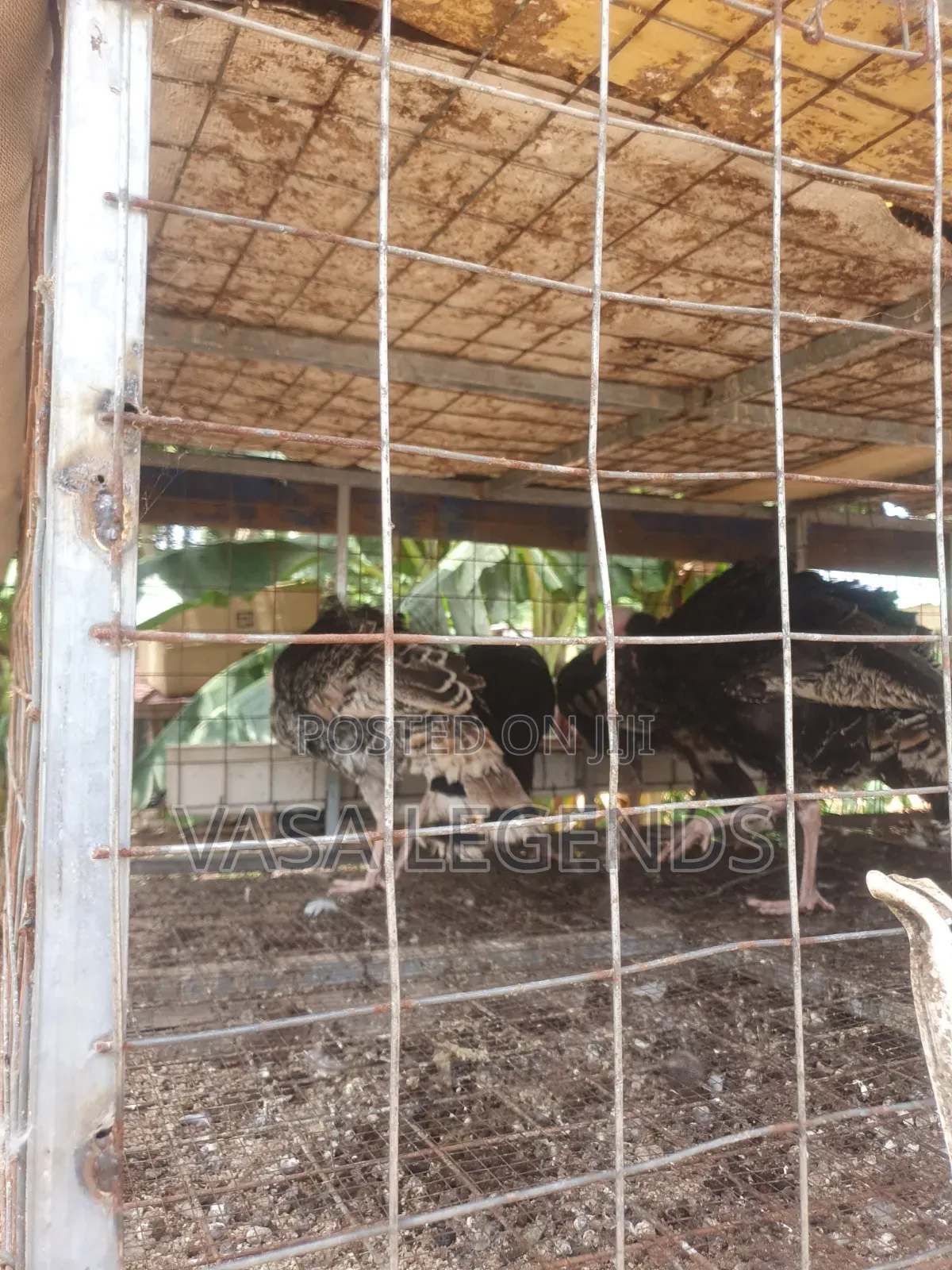 6 Months Old Turkeys
