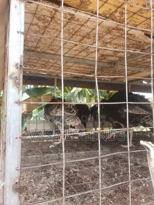6 Months Old Turkeys