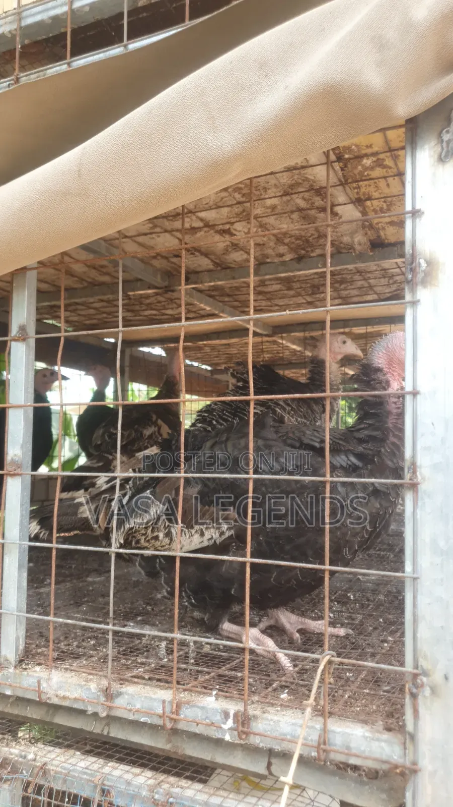 6 Months Old Turkeys