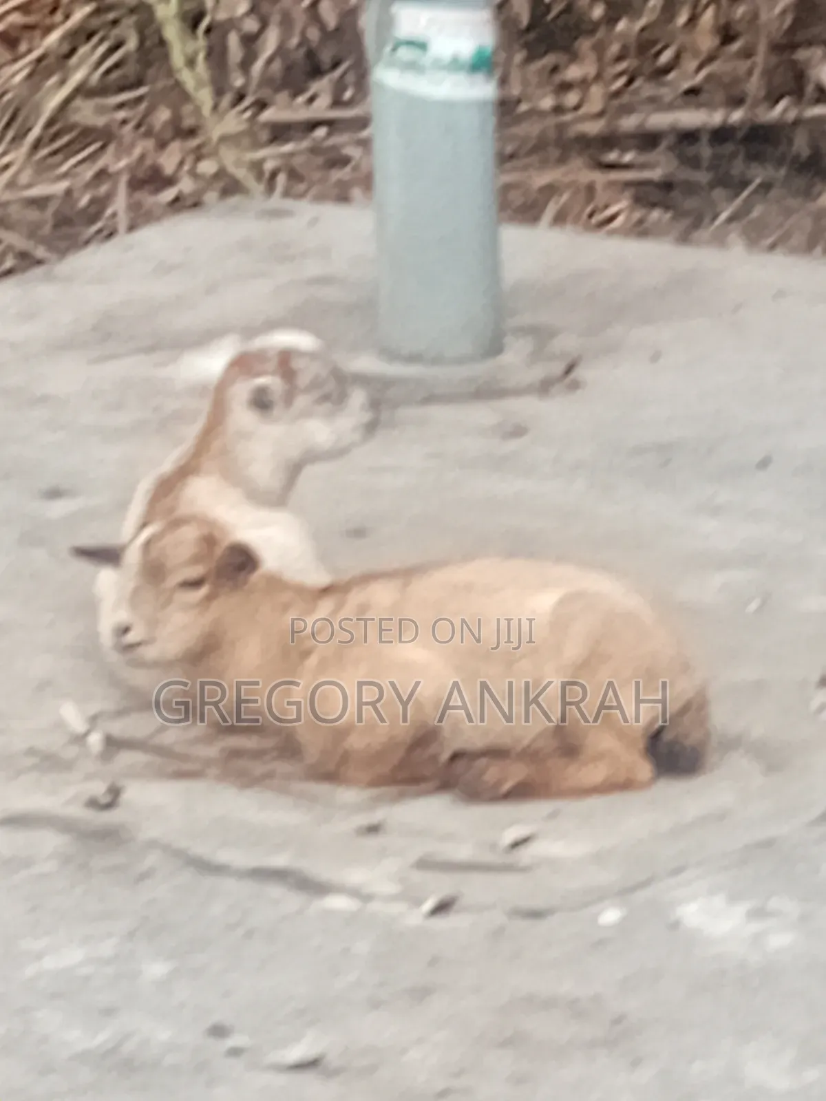 Local Healthy Kids Goats