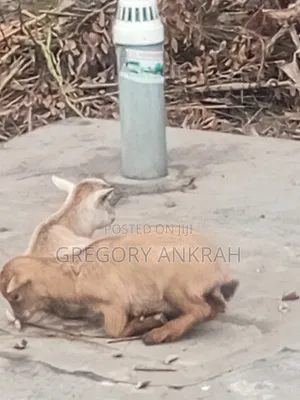 Local Healthy Kids Goats