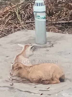 Local Healthy Kids Goats
