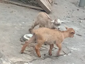 Local Healthy Kids Goats
