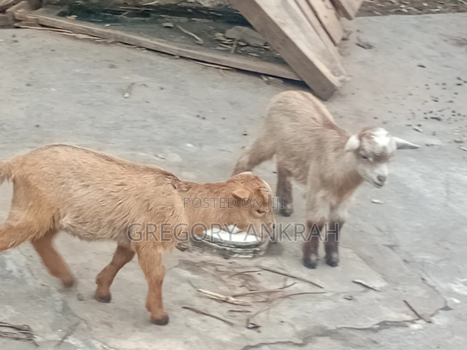Local Healthy Kids Goats