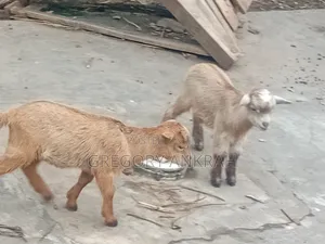 Local Healthy Kids Goats