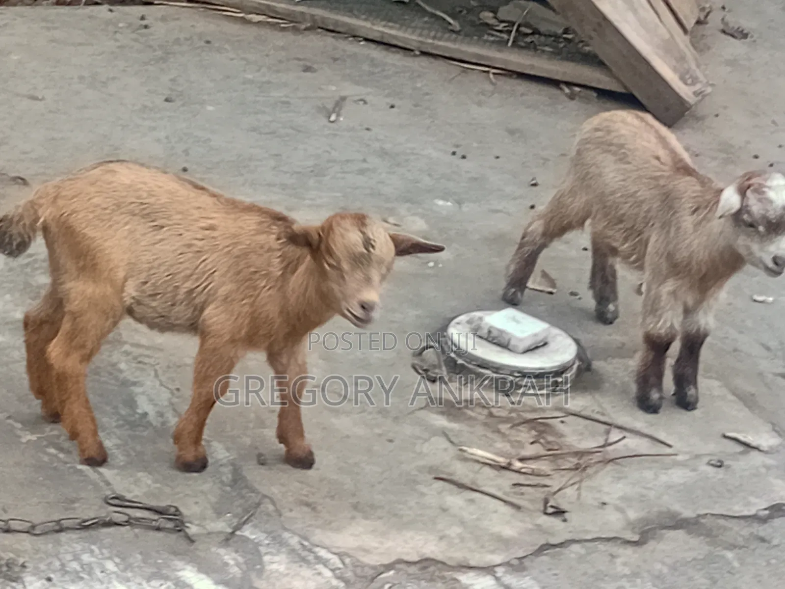 Local Healthy Kids Goats
