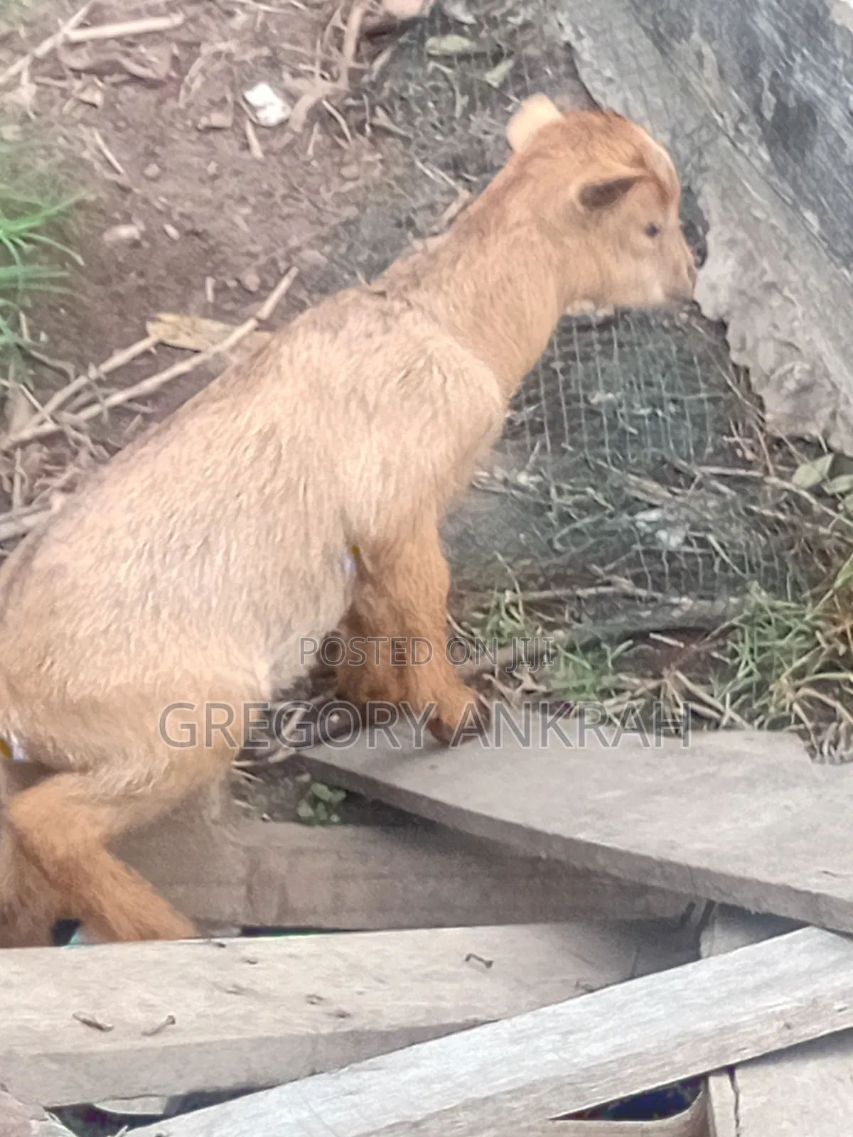 Local Healthy Kids Goats