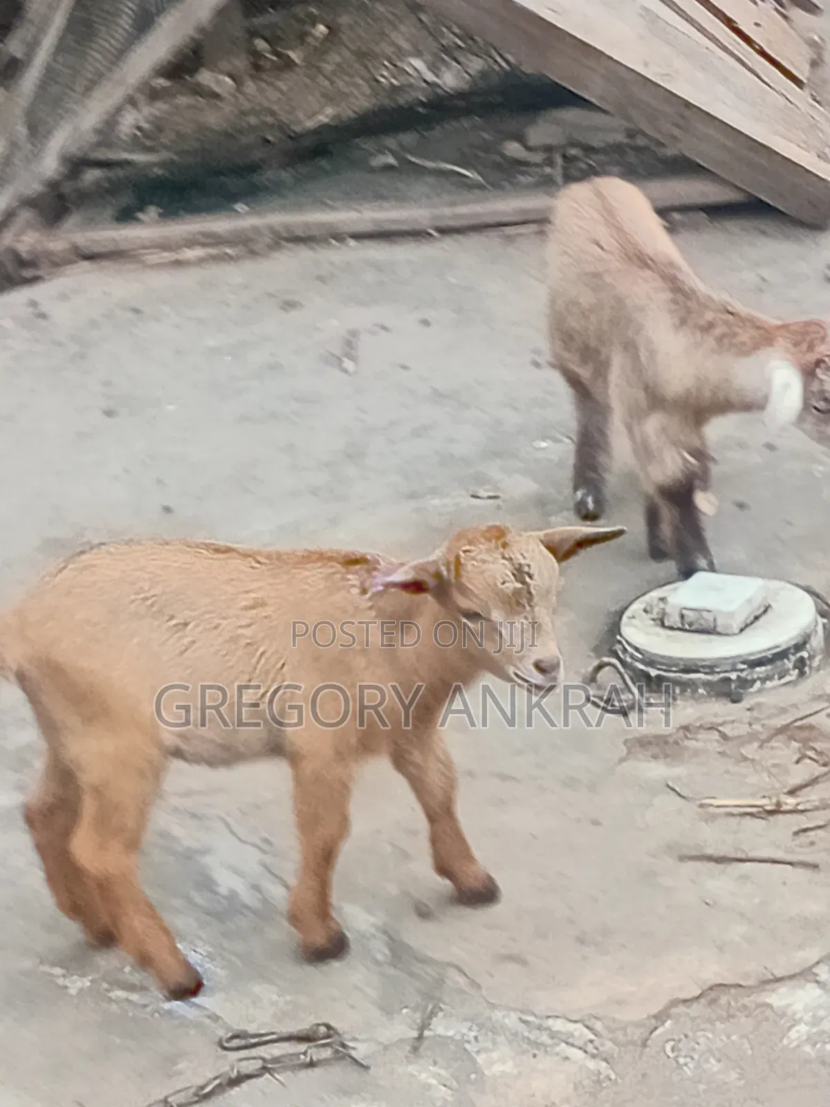 Local Healthy Kids Goats