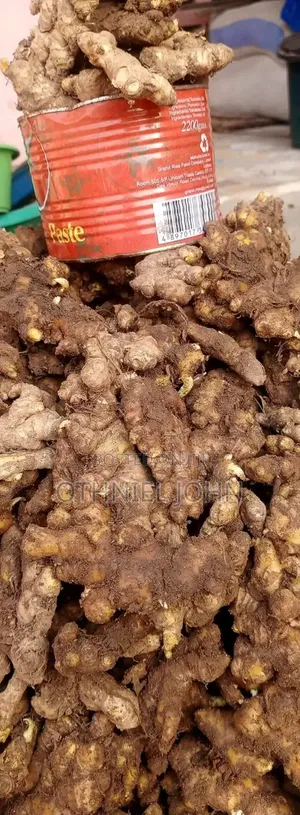 Ginger for Sale in Bulk Only
