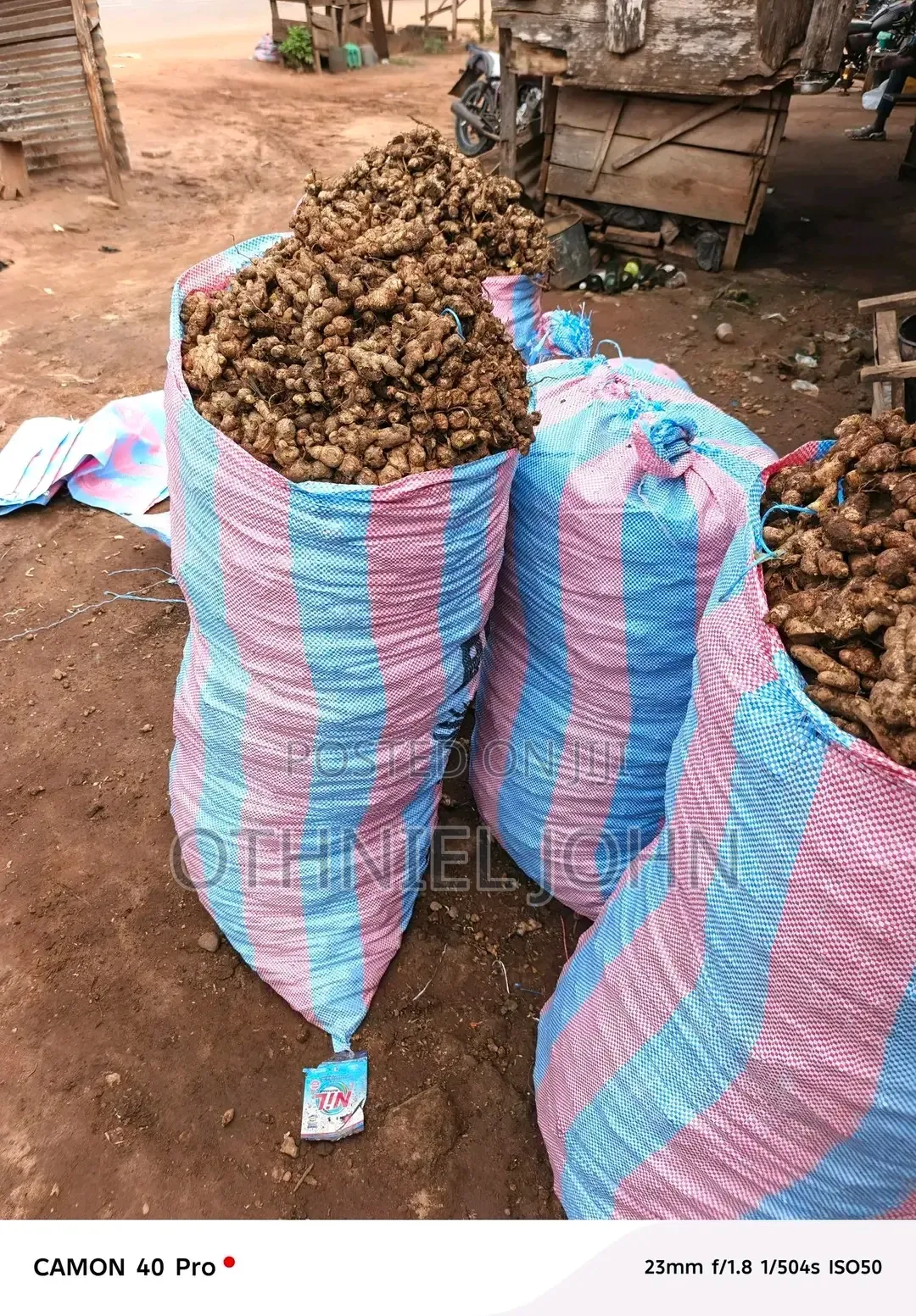 Ginger for Sale in Bulk Only