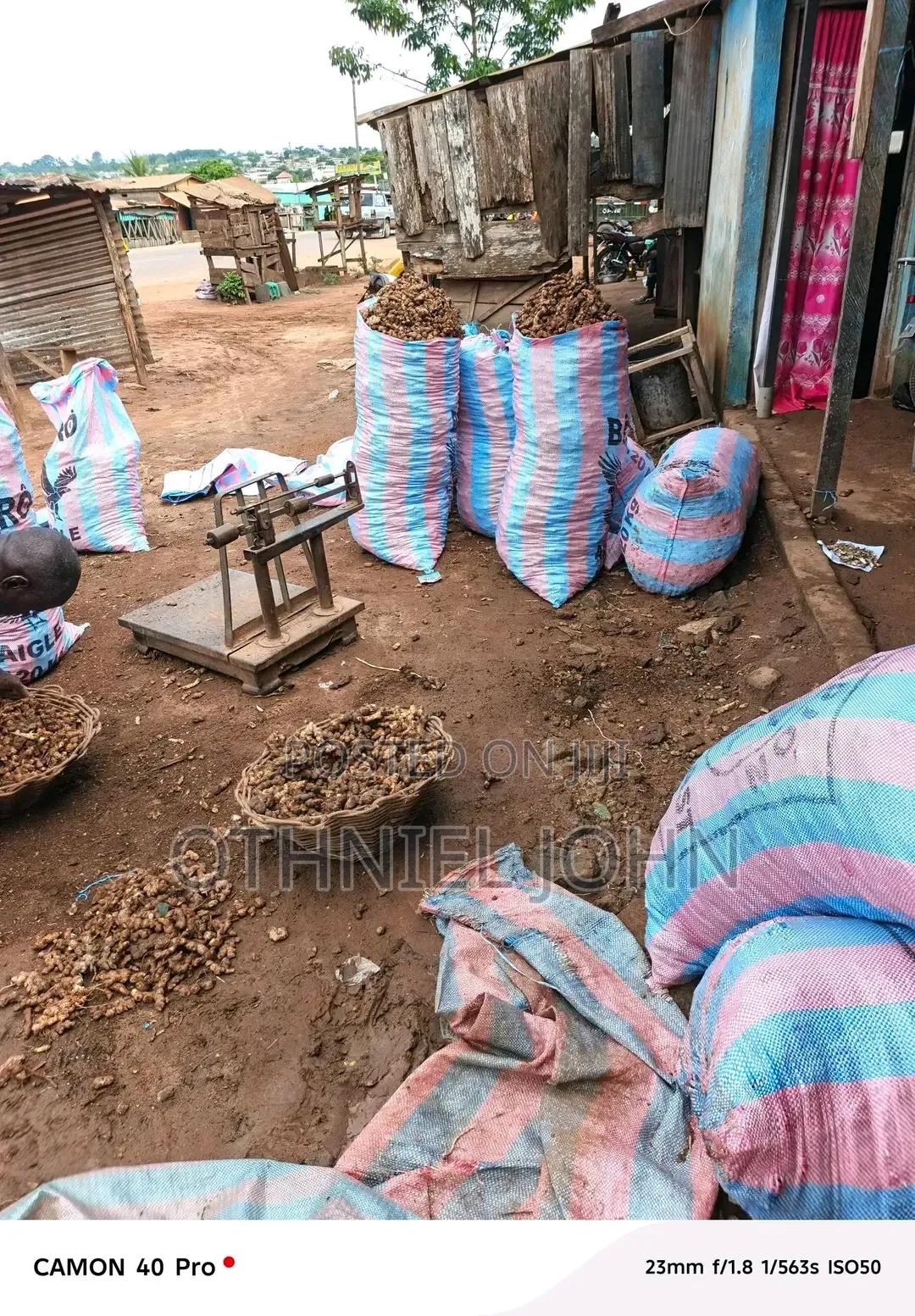 Ginger for Sale in Bulk Only