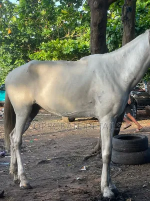 Horse (White )