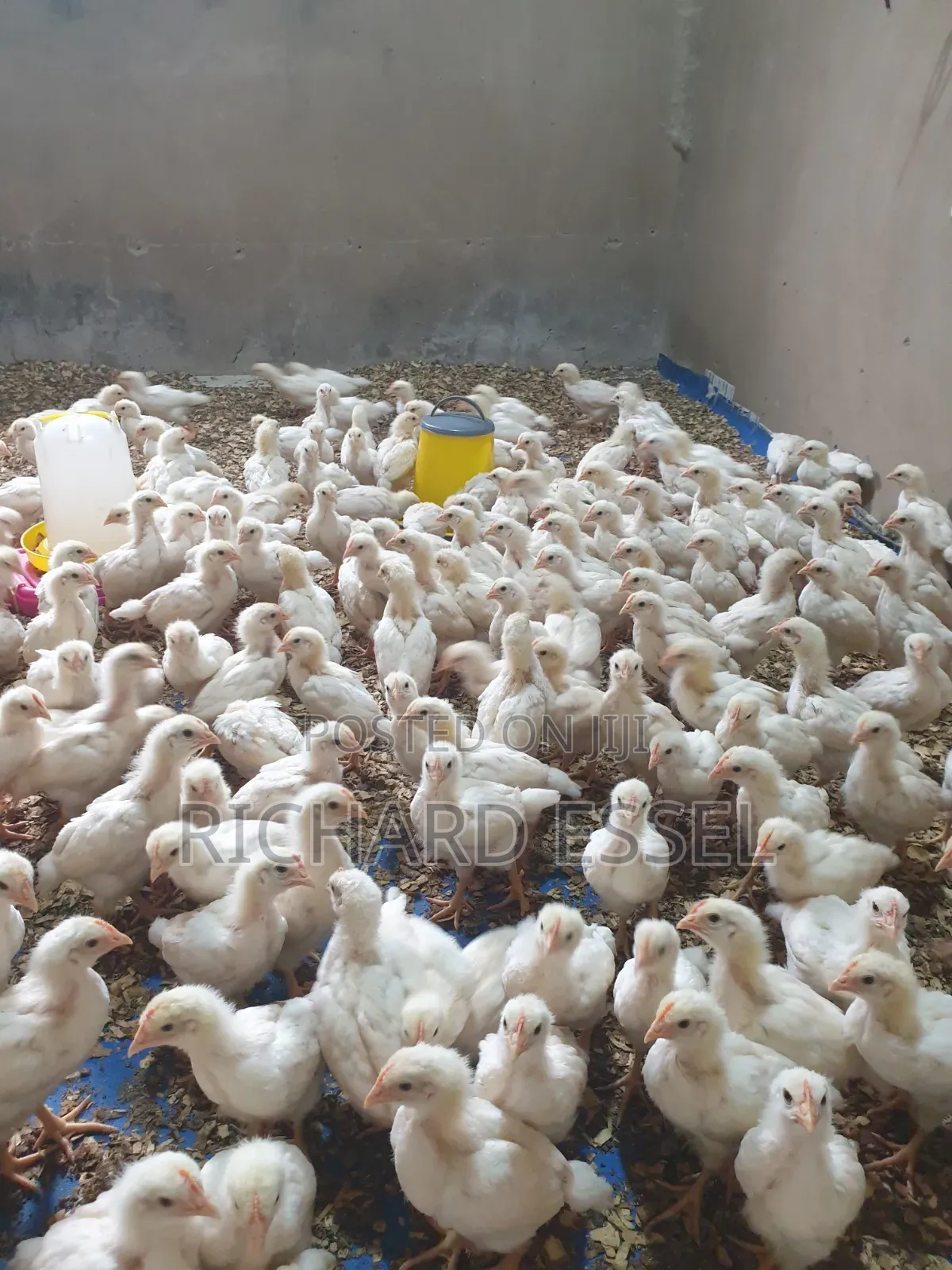 Day Old Chicks