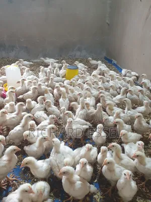 Day Old Chicks